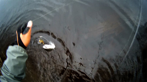 sea-trout-S.V.-lure.jpg (184.77 КБ) 2173 просмотра Кумжик. Прошу прощение за качество - вырезал кадр из видео.