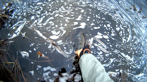 sea-trout-c&r.jpg (341.6 КБ) 3039 просмотров О, Белла - чао..