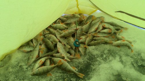 Добрая лунка дня