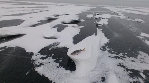 Снежные барханы чудского..
