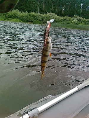 на конапатого тоже окушарик