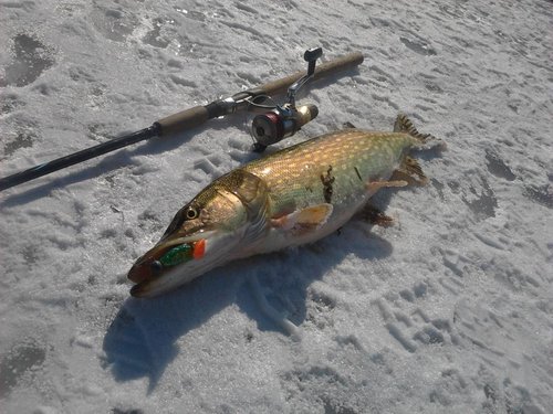 fish2.jpg.jpg