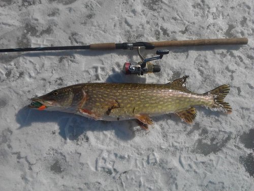 fish.jpg.jpg