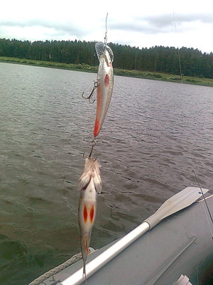 А здесь я непонял кто кого хотел сьесть?