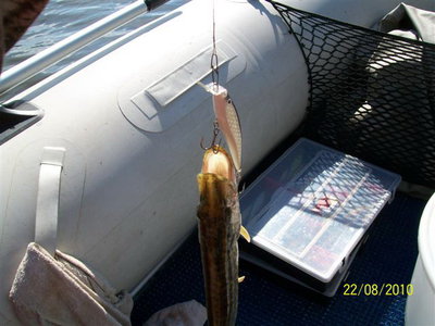 новый уже обловлен.jpg