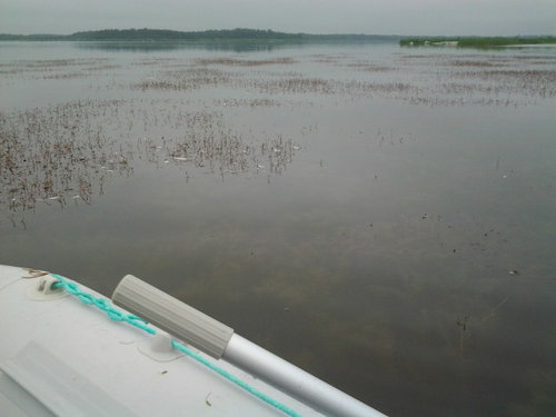 2014-07-01 07.25.12.jpg (56 КБ) 4480 просмотров везде водоросли