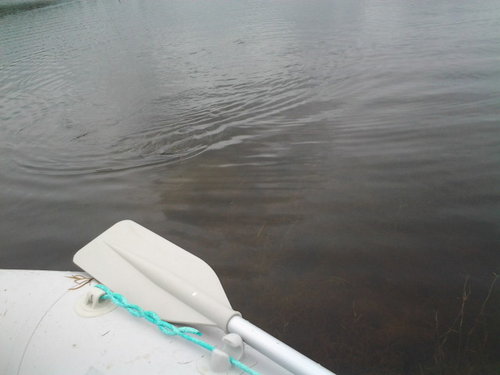 2014-07-01 10.23.03.jpg (56 КБ) 4480 просмотров первые поклевки