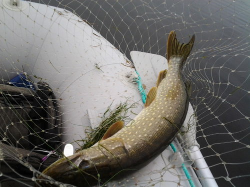 2014-07-01 11.30.27.jpg (104 КБ) 4480 просмотров очередная трешка в подсаке