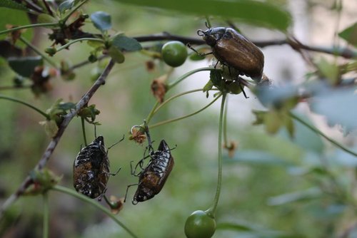 IMG_2282 (Копировать).JPG (72.9 КБ) 20554 просмотра IMG_2282 (Копировать).JPG