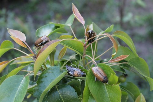 IMG_2288 (Копировать).JPG (98.09 КБ) 20554 просмотра IMG_2288 (Копировать).JPG