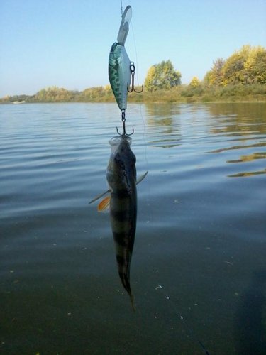 окунь на пузатика.jpg (37.51 КБ) 4452 просмотра не по зубам :)