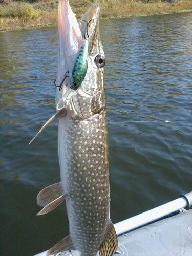 на пузатика.jpg (64.45 КБ) 4452 просмотра на килограмм, а всего взял двух - вторая на полторашку.