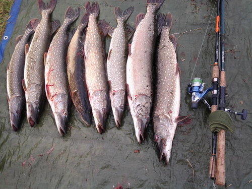 2014-10-06 16.11.11.jpg (120 КБ) 13551 просмотр самая маленькая 2,5 кг, а большая 4,5кг - мой улов