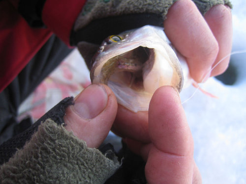 Нет снетка - пойдет и ЁРШ