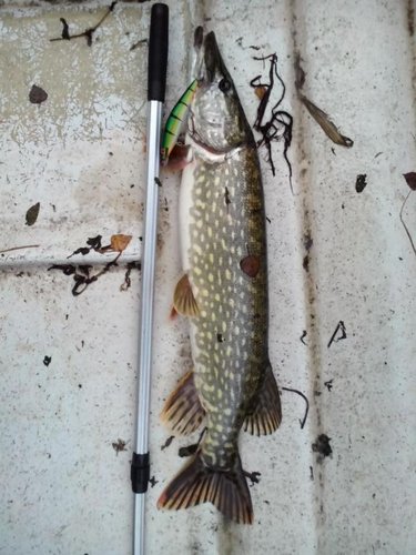 IMG_20141022_115446.jpg (70.69 КБ) 10140 просмотров самая крупная щука за поездку. для ориентира ручка подсаки мне до плеча. на фото не влезло около 25см. к слову подсака полное г-но, в конечном итоге всю рыбу брал как и раньше руками. только для ориентира и пригодилась.