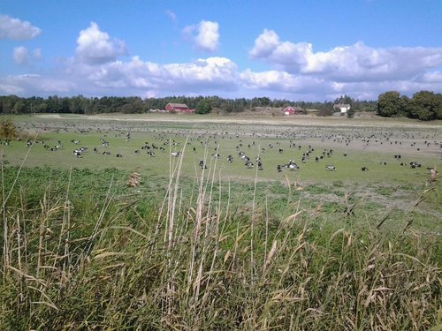 2014-09-06 14.56.18.jpg (178 КБ) 2756 просмотров Гусиная группировка, подготовка к удару на южном направлении.