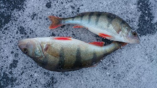 DSC_0174.JPG (196.47 КБ) 3453 просмотра DSC_0174.JPG