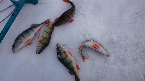 DSC_0175.JPG (88.77 КБ) 3487 просмотров из лучшей лунки дня