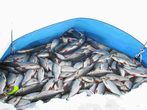 26-27.03.11 Примерно 70 кг. за два дня.