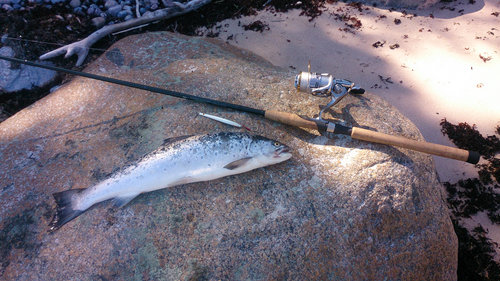 13.jpg (920.1 КБ) 10153 просмотра 50см 1.3кг