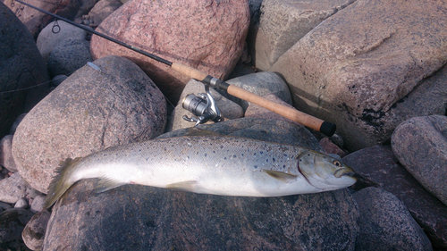 2.jpg (831.92 КБ) 10153 просмотра 60cм 2кг