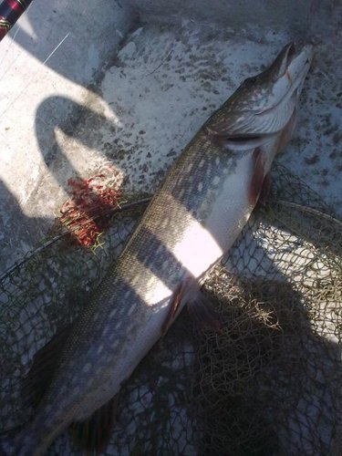 Фото0976.jpg (69.37 КБ) 12302 просмотра Фото0976.jpg