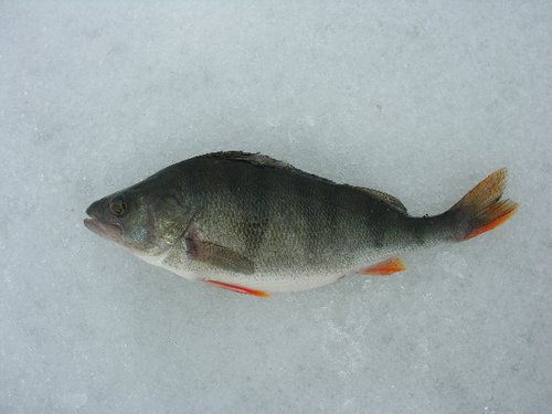 DSCN3836 (640x480) (2).jpg