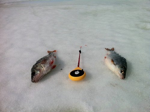 IMG_0232 (640x478).jpg