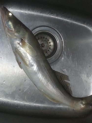 мой улов.jpg (48.32 КБ) 10688 просмотров мой улов