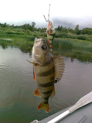 как всегда работал горбатый