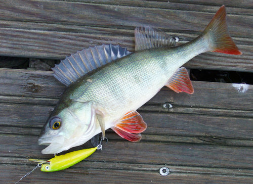 iP1040812.jpg (272.49 КБ) 5566 просмотров Два заброса - два одинаковых окуня