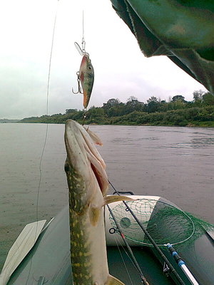 вот эта бестия