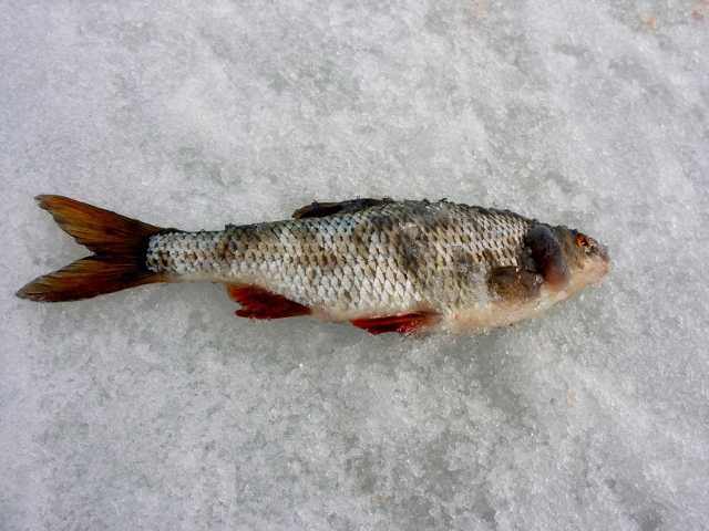 DSCN3900 (640x480).jpg