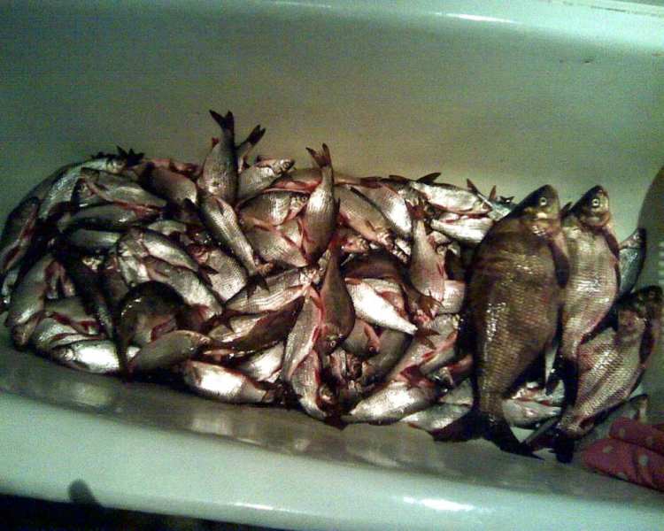 Весь наш улов с отцом!