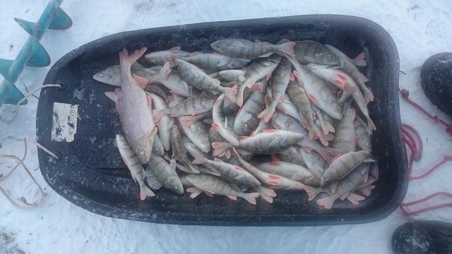 DSC_0317.JPG (106.95 КБ) 6592 просмотра Лучший улов дня от Михалыча