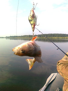 Изображение 501.jpg (85.92 КБ) 1252 просмотра горбатенький работает... цепляет по дороге всё подряд...