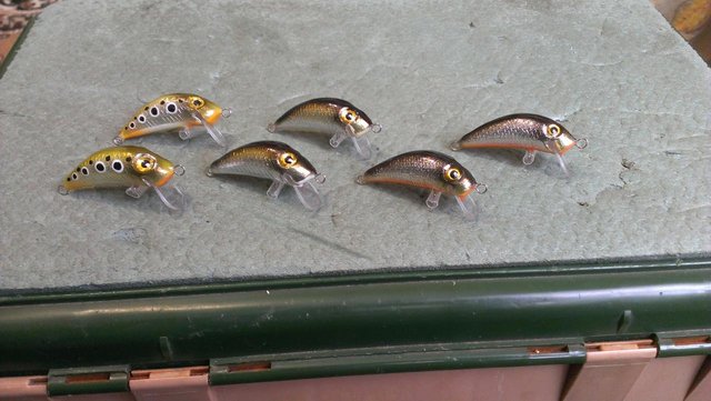 IMAG0276.jpg (130.1 КБ) 2432 просмотра толстячки 5-5,5 гр.