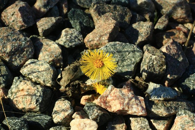 027.JPG (167.03 КБ) 10296 просмотров Снимал разными обьективами