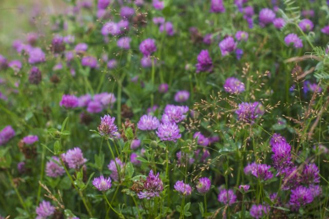 _MG_7411.JPG (108.22 КБ) 11455 просмотров лютики-цветочки