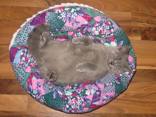 IMG_1599.JPG (132.2 КБ) 22532 просмотра Канары-Канары,нам и тут неплохо