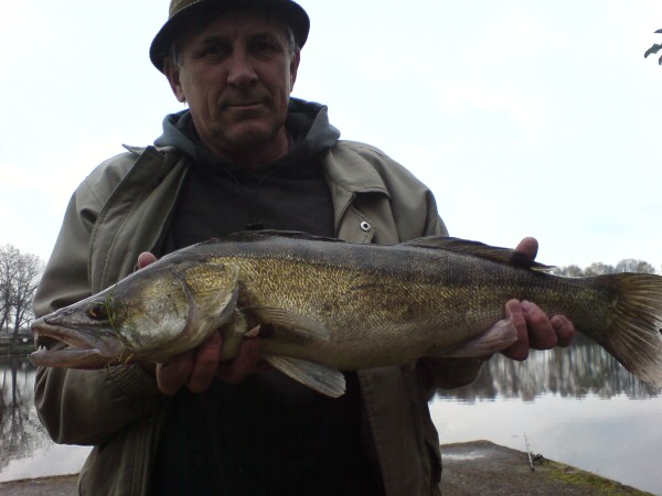 Zander (600 x 450).jpg