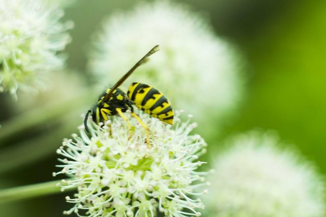 _MG_7439.JPG (63.15 КБ) 11849 просмотров Жара,июль.....