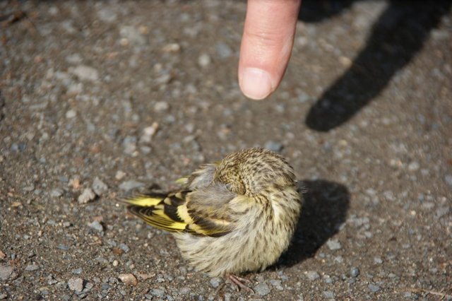 DSC04781.JPG (113.39 КБ) 11376 просмотров поклевал крошек на асфальте. отлетел на проезжую часть сел голову спрятал и уснул за секунду