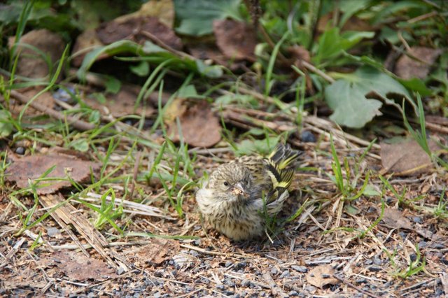 DSC04768.JPG (162.93 КБ) 11376 просмотров вот более раннее фото. потом отлетел и уснул на проезжей части. Что это за птенец?