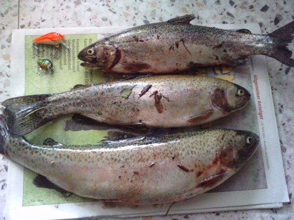 P290411_12.520002 (600 x 450).jpg