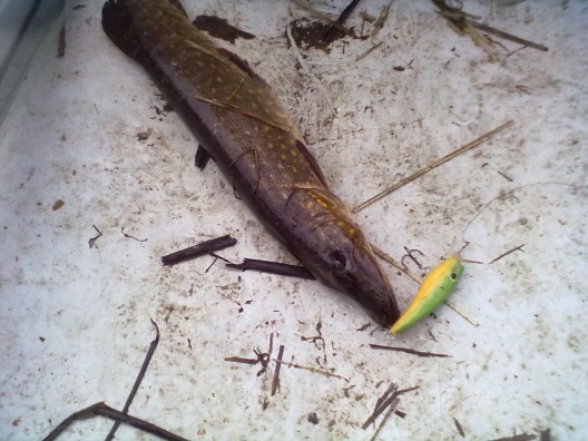 20110501.jpg