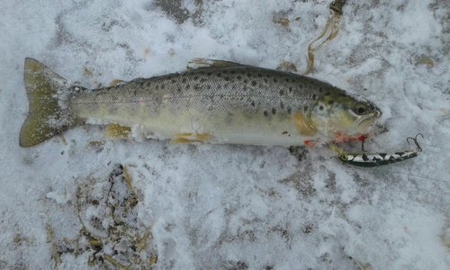 4noLKWTsmmU.jpg (99.54 КБ) 4808 просмотров Небольшая, но первая в этом году!