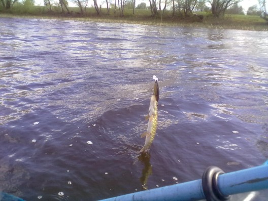 20110506111 (528 x 396).jpg