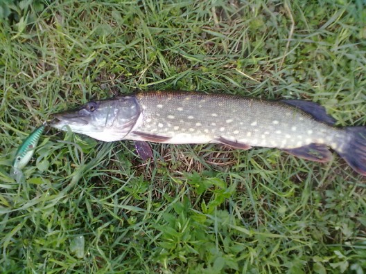 20110506143 (528 x 396).jpg