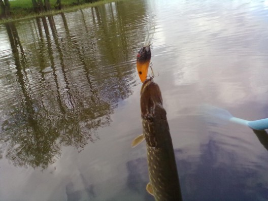 20110506160 (528 x 396).jpg